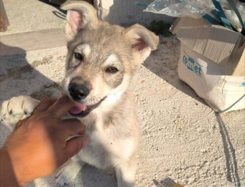Diego: “Ho trovato questo cucciolo vicino alla superstrada Rieti – Terni”