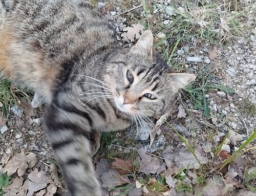 Ospedale de Lellis, non si ritrova la gatta Linda