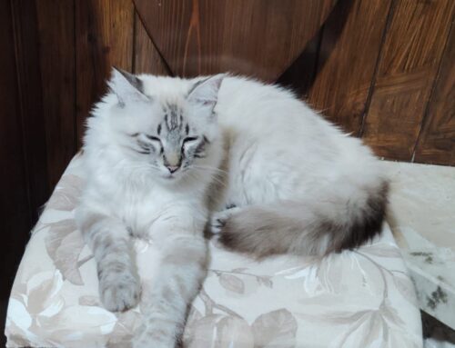 Se la bellezza avesse un nome. Felino cerca adozione