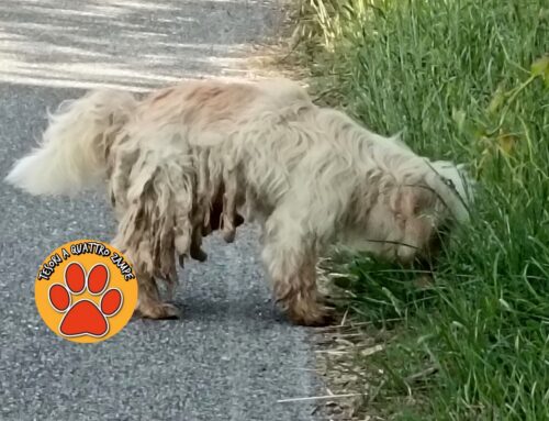 Lagotto mal messo e con zecche fermato a Rocca Sinibalda