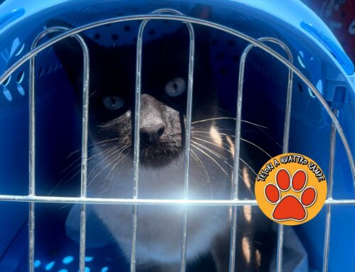 Gatto Siamese trovato all’interno del complesso di San Benedetto a Rieti