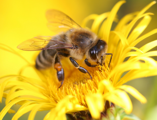 Giornata Api, Confeuro: “Termometro del benessere pianeta. Tutelare biodiversità”