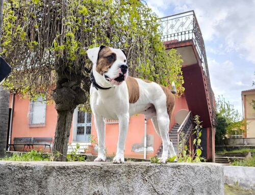 Aiutiamo Benji. Il suo giovane papà umano non c’è più. Lui è rimasto solo, e aspetta