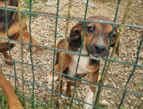 Coco da Rieti (Lazio): due chili di tenerezza