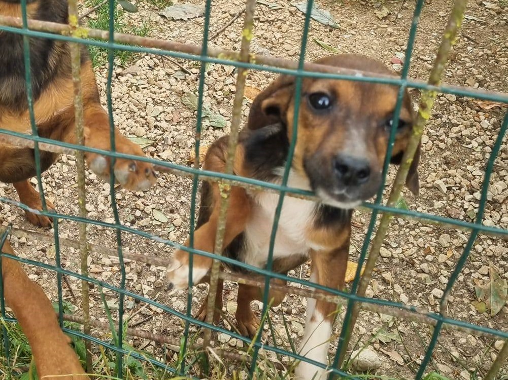 cane_cagnolina_coco_amici_di_fiocco