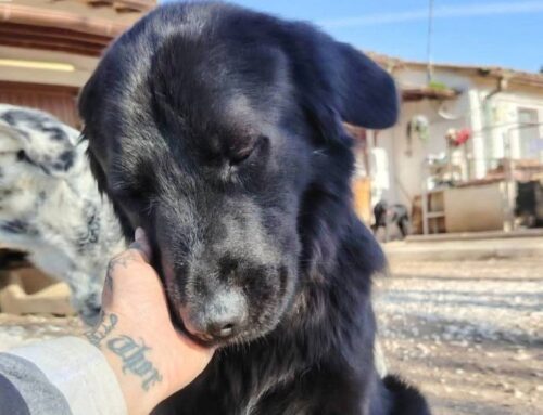 Nerina è una splendida cagnolina di 3 anni e mezzo ospite de L’Oasi di Brenda