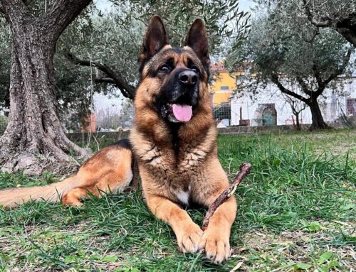 Totò da Vasto, Pastore Tedesco di cinque anni ancora senza famiglia