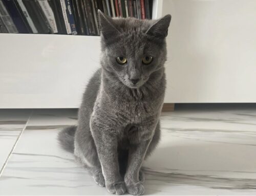Smarrita da Viterbo Nora, non torna a casa da una settimana