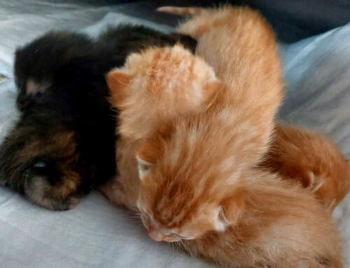 Serve aiuto per cinque cuccioli di gatto: l’appello della volontaria Tiziana