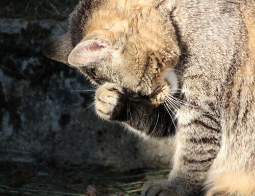 Morte sospetta di un gatto per avvelenamento a Canetra: la rabbia della famiglia