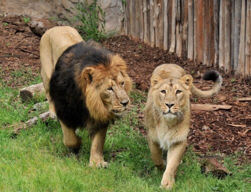 “Invertiamo il rosso” al BioParco di Roma, domenica 10 maggio