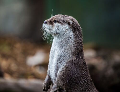 Giornata mondiale della lontra, per salvarla serve mantenere e recuperare il suo habitat