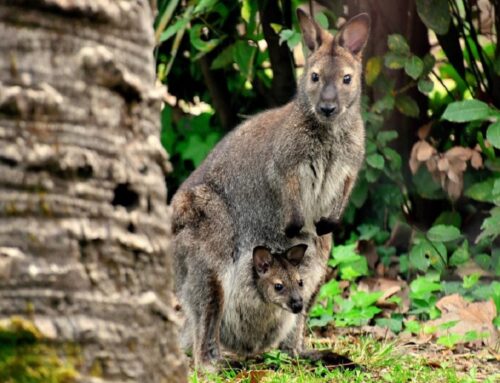 Al BioParco di Roma è nato un canguro di Bennett – LE FOTO