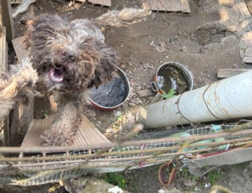 Alessandria, l’intervento delle Guardie Zoofile OIPA salva tre cani dal più totale degrado