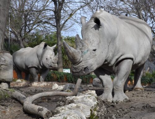 Orme nel Tempo. Dal Colosseo alla fauna del Bioparco di Roma. Accordo tra Parco archeologico del Colosseo e Bioparco di Roma per la valorizzazione integrata del patrimonio culturale e ambientale