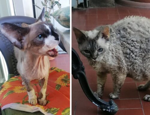 Due gatti (il maschio razza Sphynx) cercano adozione