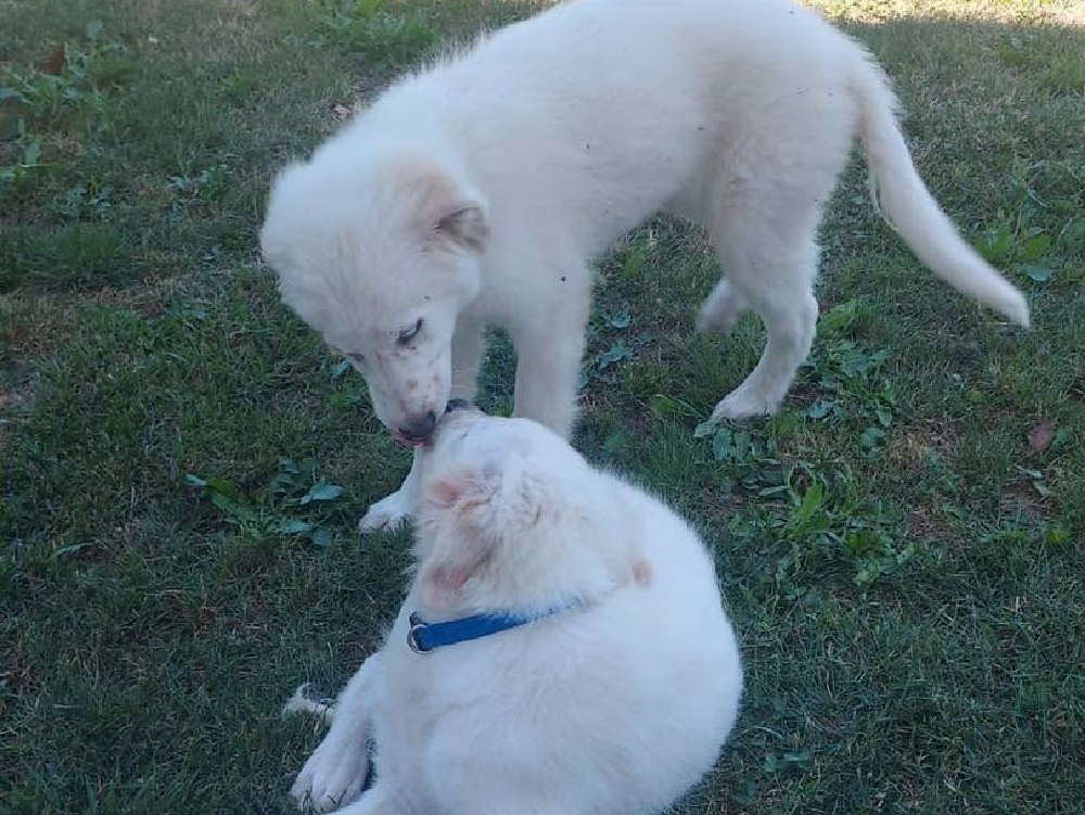Cane_cani_p&f
