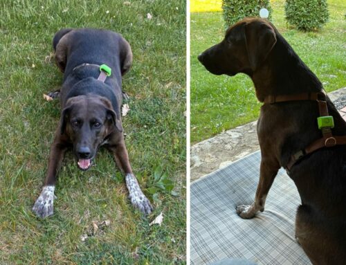 Cagnolina smarrita ad Antrodoco località Santuario Santissima Madonna delle Grotti