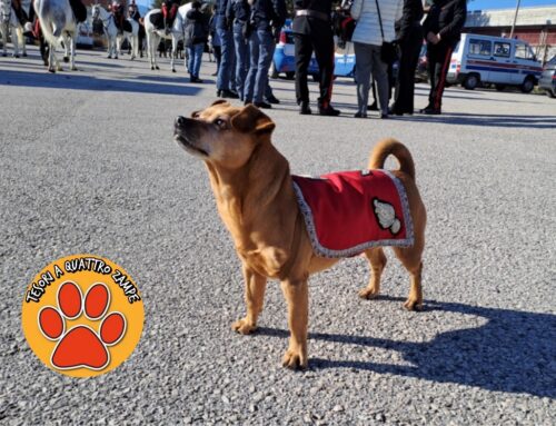 Briciola va in pensione. Per la mascotte della Fanfara dell’Arma Carabinieri ultima parata del 2 giugno