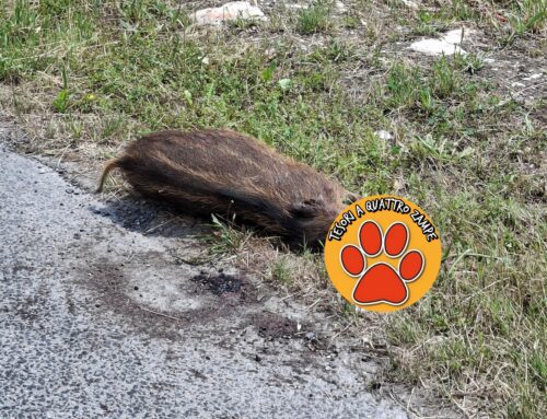 Cucciolo di Cinghiale mørto investito in via Togliatti