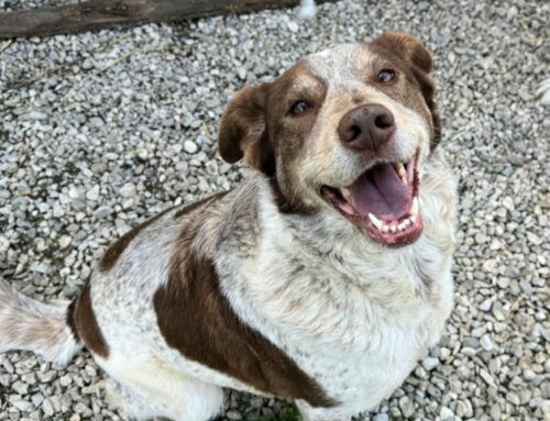 Kikka è stata tolta da un canile, ora in rifugio cerca adozione