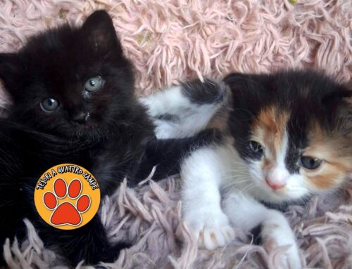 Bellissime gattine cercano adozione