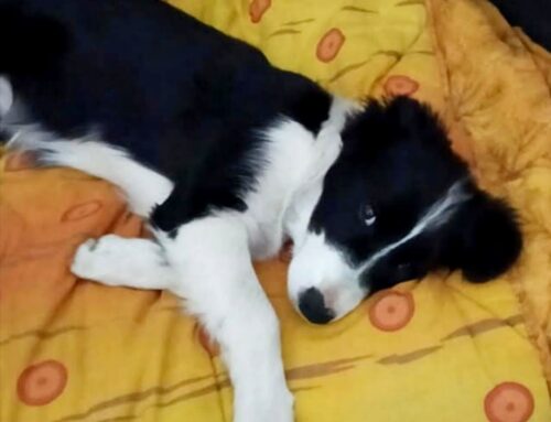 Cagnolina scappata in zona viale Morroni a Rieti: qualcuno l’ha vista?