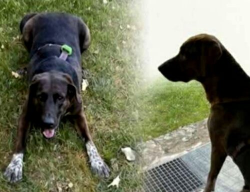 Mobilitazione per Maddy, mix bracco scomparsa da Antrodoco