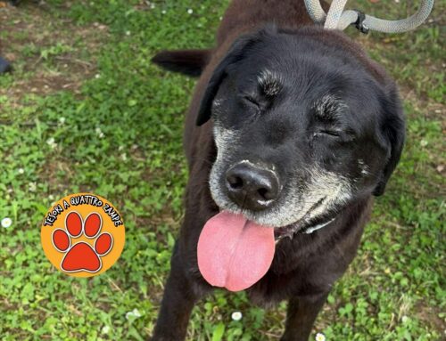 Cane trovato in via Micioccoli a Rieti