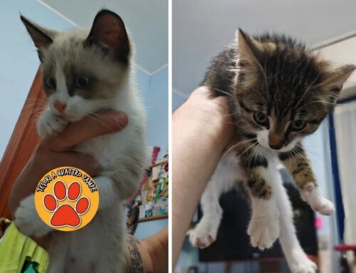 Serve stallo o adozione per due gattini salvati nella Salaria per Roma