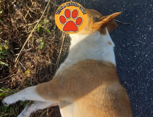 Simil Jack Russell trovato senza vita sulla Salaria per Roma km 38.600