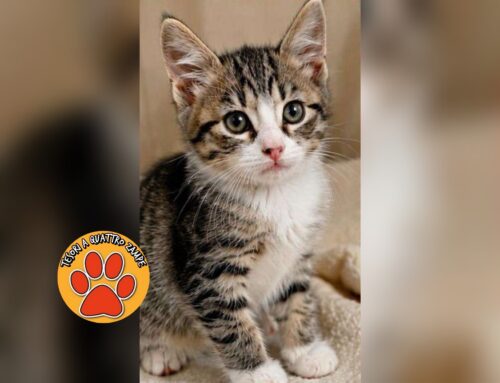 Gattina di 2 mesi smarrita da Campoloniano