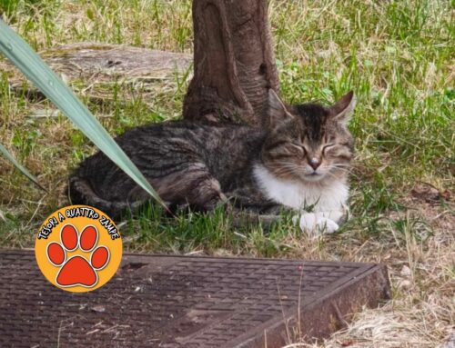 Segnalato gattino vagante da giorni a Madonna del Passo: smarrito o vive in zona?