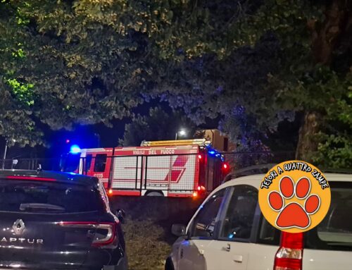 Intervento serale dei Pompieri per salvare un gattino incastrato in un’auto