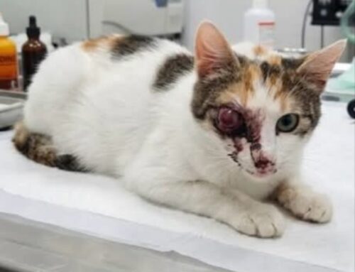 Orrore in Sabina, gatta presa a calci. Scattata la mobilitazione per Rebecca – RACCOLTA FONDI