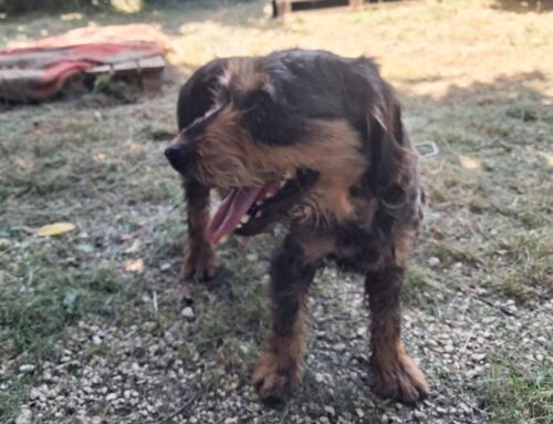 Cane con pelo tagliato a forbice comparso al Rifugio Amici di Fiocco