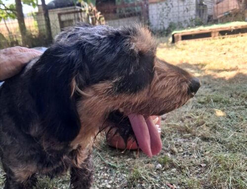 Ritrovata la famiglia del cagnolino comparso alla Riserva dei Laghi Lungo e Ripasottile