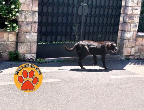 Cane segnalato sotto al sole in piazzale Mercatanti