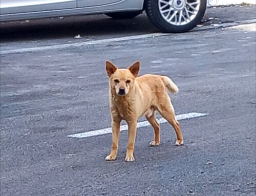 Cagnolino nocciola davanti alla scuola Minervini di Rieti: si cerca la famiglia