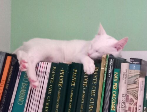 Beethoven è sordo, ma sente col cuore: questo micio cerca adozione