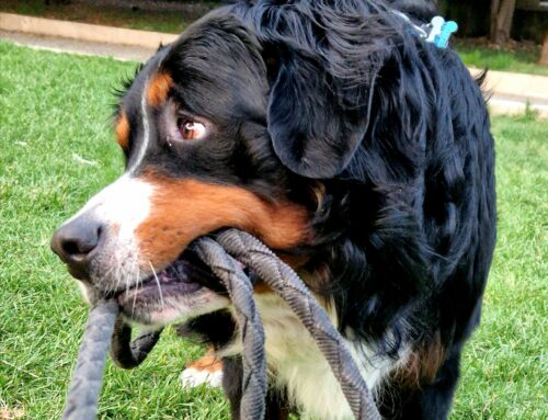 APPUNTI A SEI ZAMPE – A casa ti ascolta, fuori sembra un altro cane: perché succede?