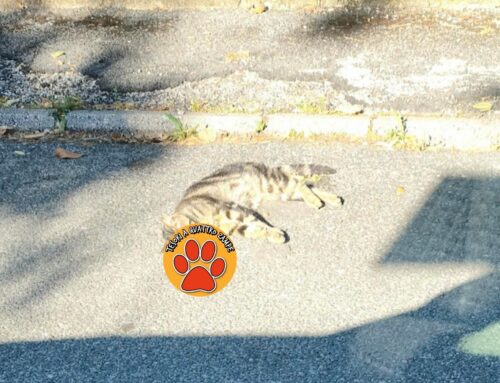 Gatto mortø in via Domiziano a Rieti (Lazio)