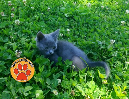 Splendido gattino Certosino trovato in strada cerca adozione