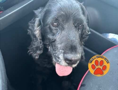 Tornato a casa il Cocker di 15 anni, cieco, salvato a Rieti