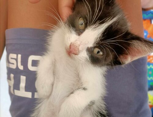 Gattino salvato in un bosco: affettuoso e pronto per trovare adozione