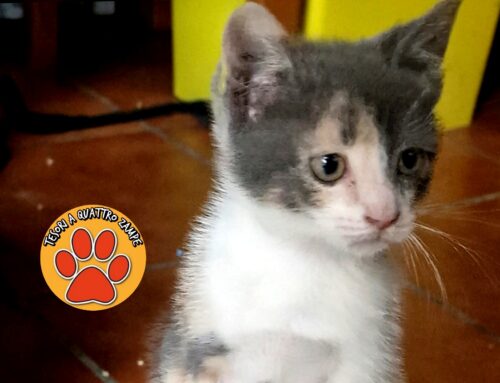 Due gatti scomparsi da Santa Rufina: uno grigio e rosa, il secondo total black