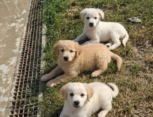 Cinque cuccioli dall’Abruzzo cercano adozione