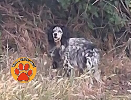 Setter sotto la pioggia Campomoro 