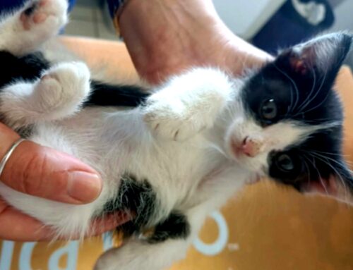 Aggiornamento su Pippi: sta bene. E’ una coccolona in cerca di adozione. E’ molto spaventata dai cani
