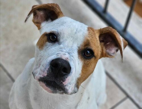 Cucciolo di Pitbull trovato a Pescorocchiano
